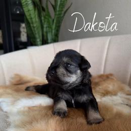 Dakota AKC - Salt and pepper female Miniature Schnauzer puppy in Victorville, California from West Coast Royal Miniature Schnauzer