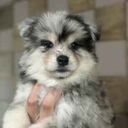 Gus Gus - Merle male Pomsky puppy in Buena Park, California from H & H Pomskies