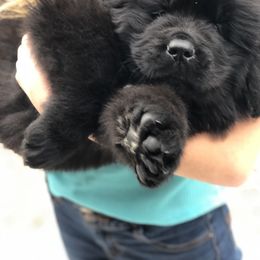 Newfoundland Puppies from Bookcliff Newfies