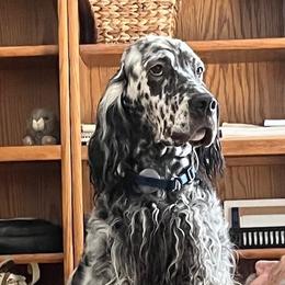 Sydney - English Setter
