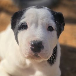 Central Asian Shepherd Dogs from Declan Farms