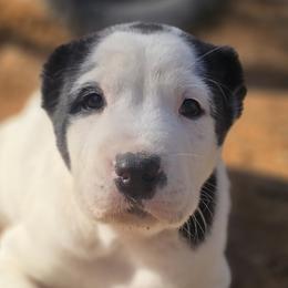 Central Asian Shepherd Dogs from Declan Farms