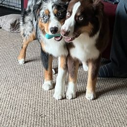 Australian Shepherd All Grown Up from Safe Haven Aussies