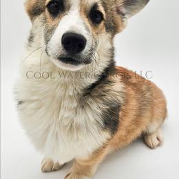 Love - Red male Pembroke Welsh Corgi puppy in Kiowa, Colorado from Cool Water Corgis LLC