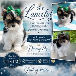 AKC Sir Lancelot  2900 Small - Black tan and white male Biewer Terrier puppy in Kennesaw, Georgia from Dreamy Pups