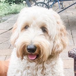 Charley - Goldendoodle