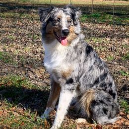 Skye - Australian Shepherd