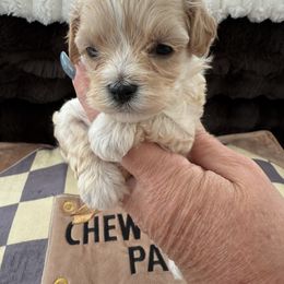Reserved  for Hana - Apricot female Maltipoo puppy in Fredericktown, Missouri from Doodle Pups Fur-Ever