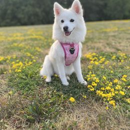 Pomsky All Grown Up from Yuna's Pomsky