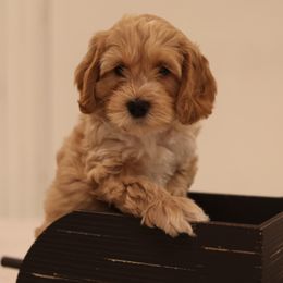 Australian Labradoodle Puppies from Majestic Labradoodles