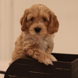 Australian Labradoodle Puppies from Majestic Labradoodles