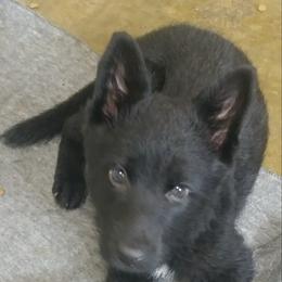 German Shepherd Puppies from Rain's Legacy German Shepherds