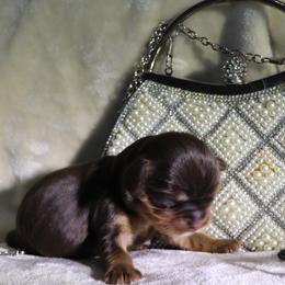 Dreamcatcher Yellow - Chocolate female Cavalier King Charles Spaniel puppy in Gulfport, Mississippi from Gulf Coast Cavaliers