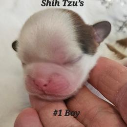 1st born - Tricolor male Shih Tzu puppy in Havelock, North Carolina from Sugar Paws Heavenly Shih Tzu’s