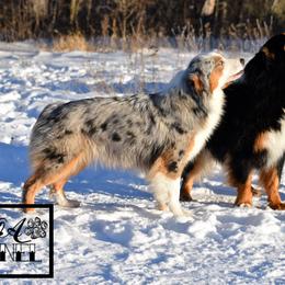 Miniature Australian Shepherd All Grown Up from Rustic Original Aussies