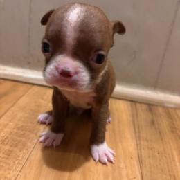 James - Red male Boston Terrier puppy in Spartanburg, South Carolina from Sassy Pap Farms