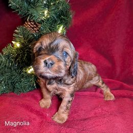Magnolia - Sable female Cockapoo puppy in Sunset, Louisiana from Cano Cockapoos