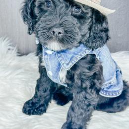 Bean - Black and white male Bernedoodle puppy in Otisville, Michigan from Danie’s Darling Doodles LLC
