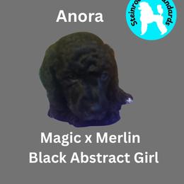 Anora - Black female Poodle puppy in Baltimore, Maryland from Steinrock’s Standards