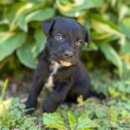 Batman - Black and white male Xoloitzcuintli puppy in Manitowoc, Wisconsin from Wonderland Kennel