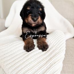 Espresso - Phantom male Bernedoodle puppy in Cedar County, Missouri from Sac River Goldendoodles  & Bernedoodles LLC