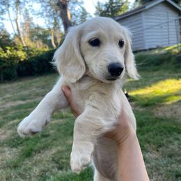 Pancake - Cream female Dachshund puppy in Federal Way, Washington from Designer Doxies