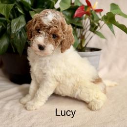 Lucy - Apricot female Goldendoodle puppy in Oxford, Pennsylvania from FriendlyPals