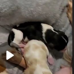 Boy 2 - male Cavalier King Charles Spaniel puppy in Sparta, Georgia from Southern Edge Kennel