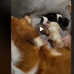 Boy 2 - male Cavalier King Charles Spaniel puppy in Sparta, Georgia from Southern Edge Kennel