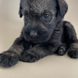 Giant Schnauzer Puppies from Schnauzer Ranch