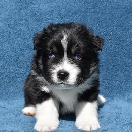 Renmen - Black and white Pomsky puppy in Ponte Vedra, Florida from Pearl of the Orient Seas