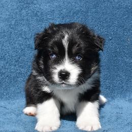 Renmen - Black and white Pomsky puppy in Ponte Vedra, Florida from Pearl of the Orient Seas