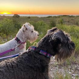 Beau - Miniature Schnauzer