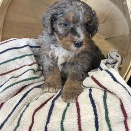 Black Merle tri color - Merle male Bernedoodle puppy in Grant, Michigan from Jules’ Bernedoodles
