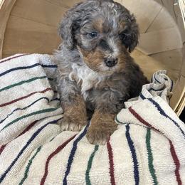 Black Merle tri color - Merle male Bernedoodle puppy in Grant, Michigan from Jules’ Bernedoodles