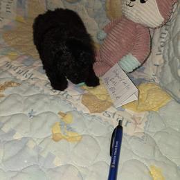 Girl 2 - Black female Poodle puppy in North Augusta, South Carolina from Tiny Paws Luxury Pets