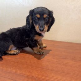 Dachshund Puppies from Monterey Bay Dachshund Kennel