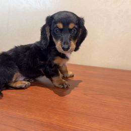 Dachshund Puppies from Monterey Bay Dachshund Kennel