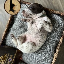 German Shorthaired Pointer Puppies from Bequest German Shorthaired Pointers