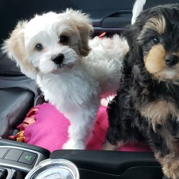 Cavapoo Puppies from Sharices Cavapoos