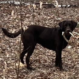 Labrador Retrievers from Dawn's Labrador Retrievers