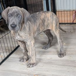 Vex - Blue brindle female Great Dane puppy in Bay City, Michigan from Monarch Danes
