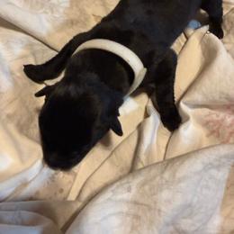 Lassie (Bons Tons Rouler) - Black brindle female Dutch Shepherd puppy in Saint Amant, Louisiana from Mercy Kennels