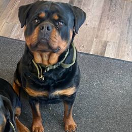 Sasha - Rottweiler