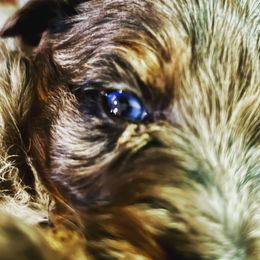 Aussiedoodle Puppies from Hills Barkery