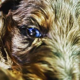 Aussiedoodle Puppies from Hills Barkery