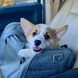 Pembroke Welsh Corgi Puppies from McCall Creek Corgis