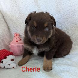 Cheri - Red tri-color female Australian Shepherd puppy in Parker, Colorado from Legacy Ranch Australian Shepherds