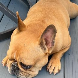French Bulldogs from Porterhouse Frenchies