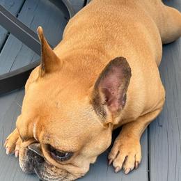 French Bulldogs from Porterhouse Frenchies